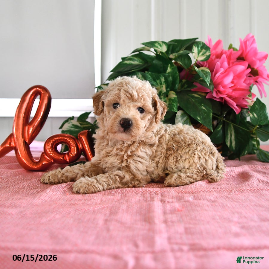 Miniature Poodle dogs for sale: Beauty - Ad 3