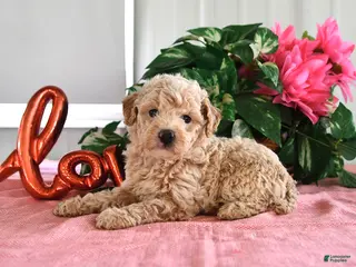 Miniature Poodle dogs for sale: Beauty - Ad 3