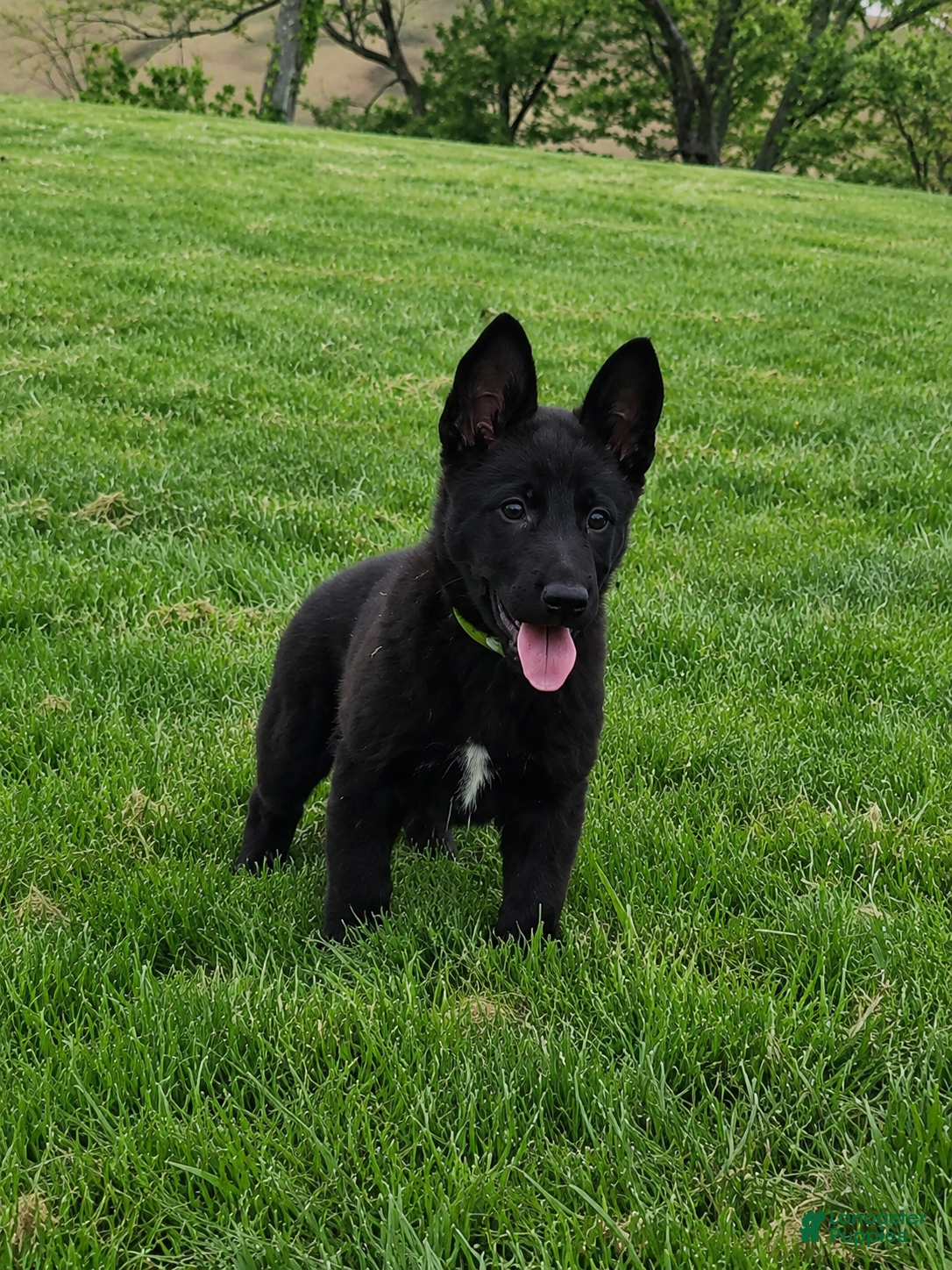 German Shepherd dogs Clover - Ad 1