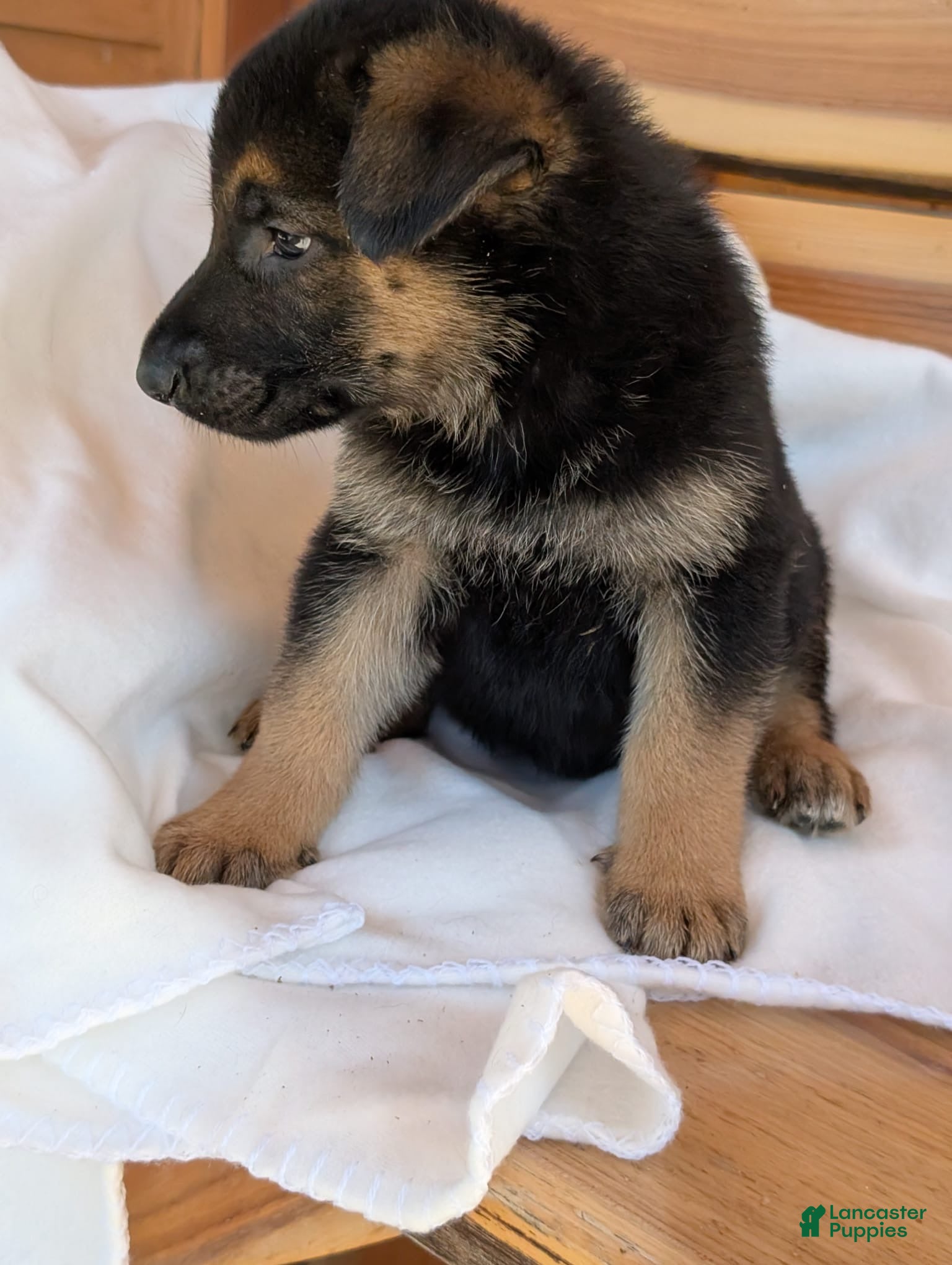 German Shepherd dogs 🐾TURBO🐾 - Ad 2
