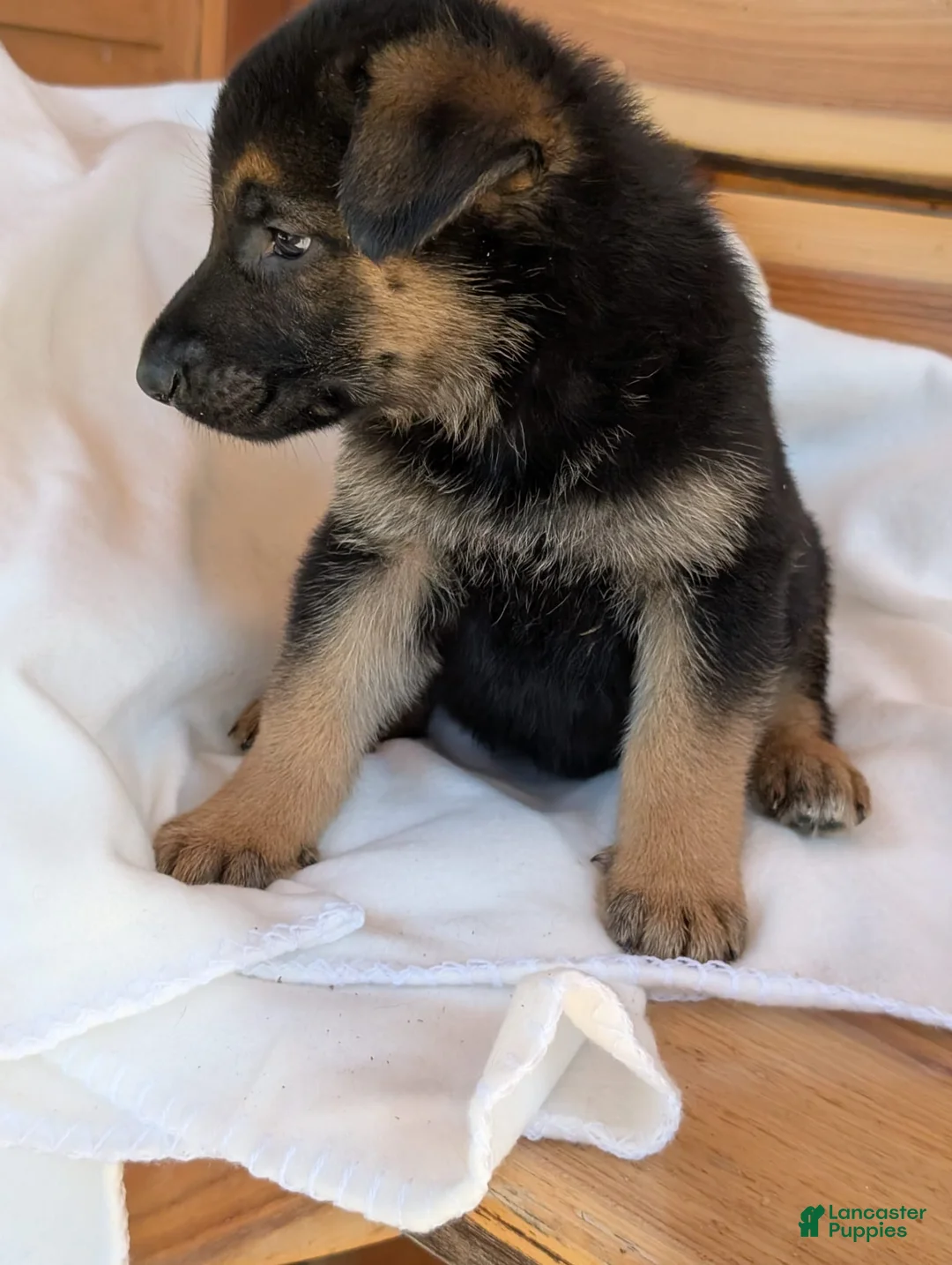 German Shepherd dogs for sale: 🐾TURBO🐾 - Ad 2