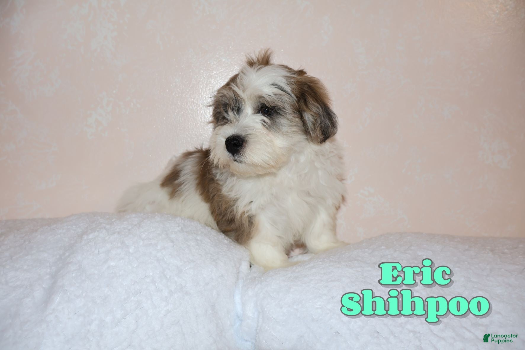 Shihpoo dogs Eric - Ad 19