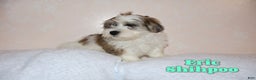 Shihpoo dogs for sale: Eric - Ad 1
