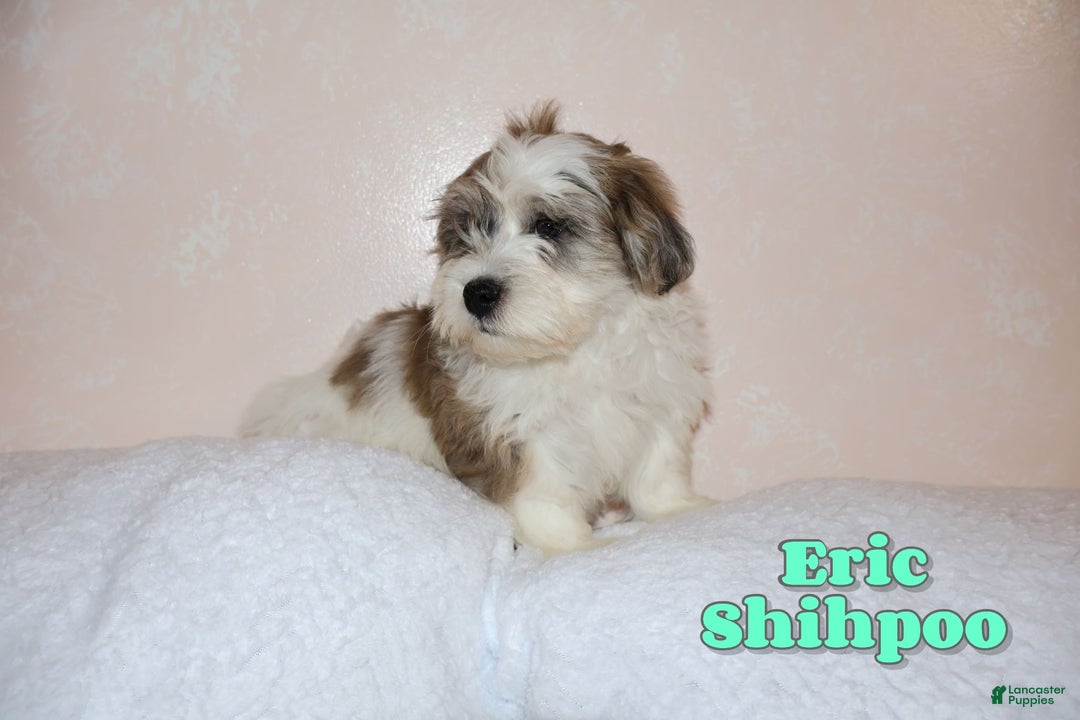 Shihpoo dogs for sale: Eric - Ad 1