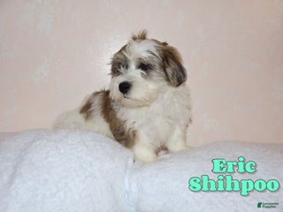 Shihpoo dogs Eric - Ad 33