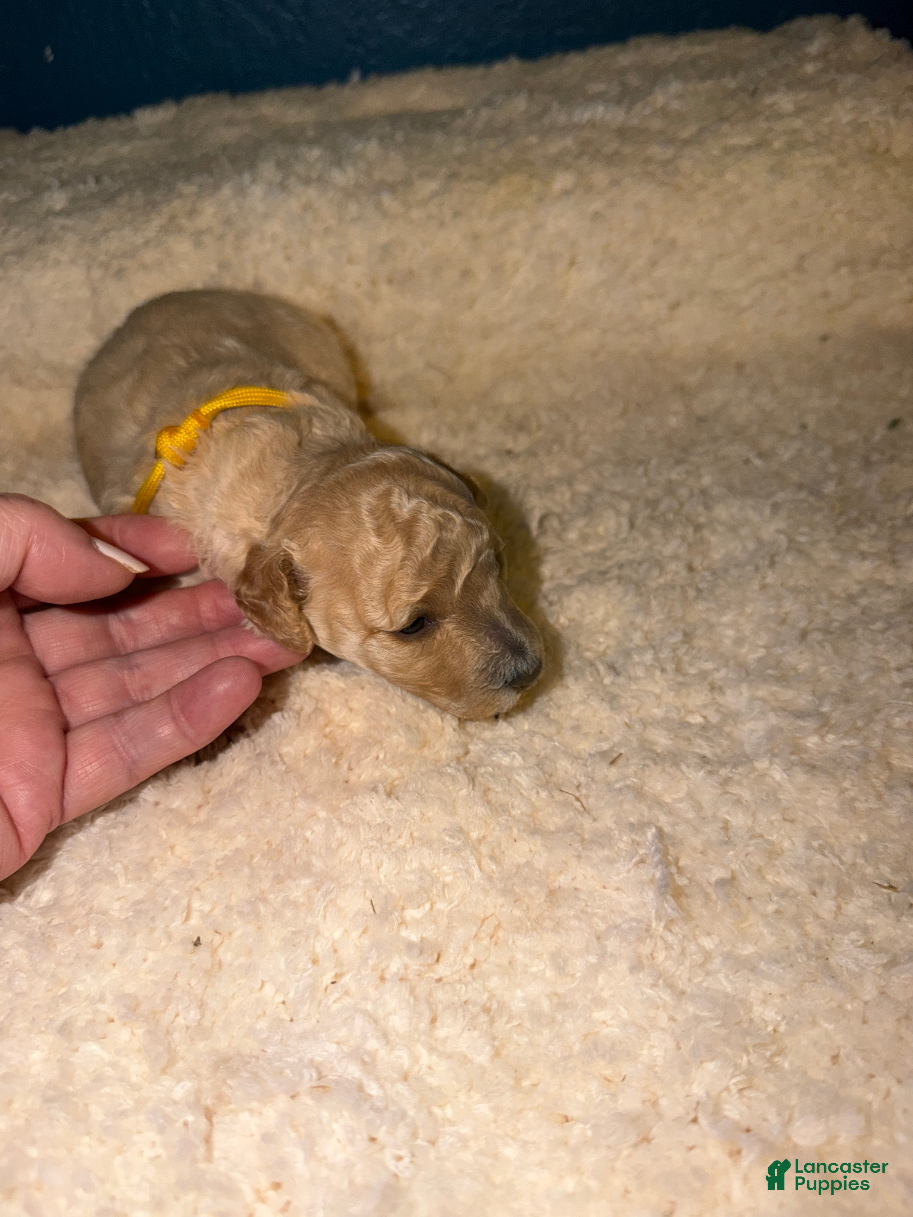 Miniature Poodle dogs AKC Miniature Poodle Female Katie - Ad 1