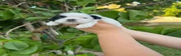 Shih Tzu dogs for sale: Oreo  - Ad 3