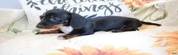 Miniature Dachshund dogs for sale: Dixie - Ad 3
