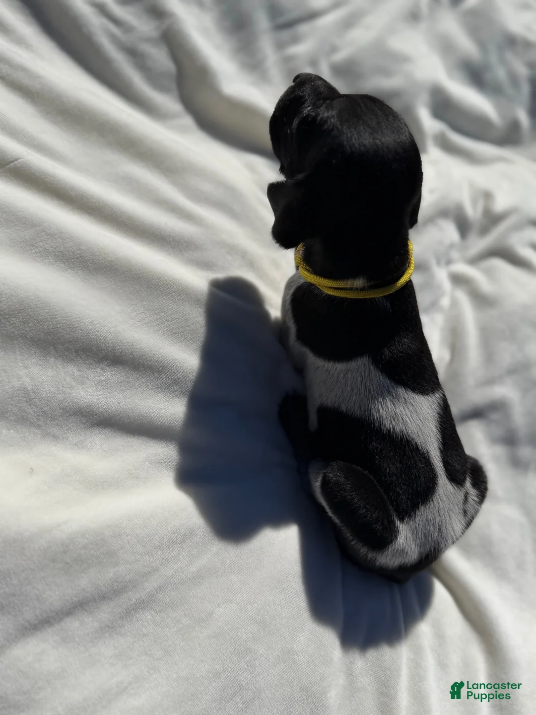 German Shorthaired Pointer dogs for sale: German Shorthaired Pointer 2 - Ad 2