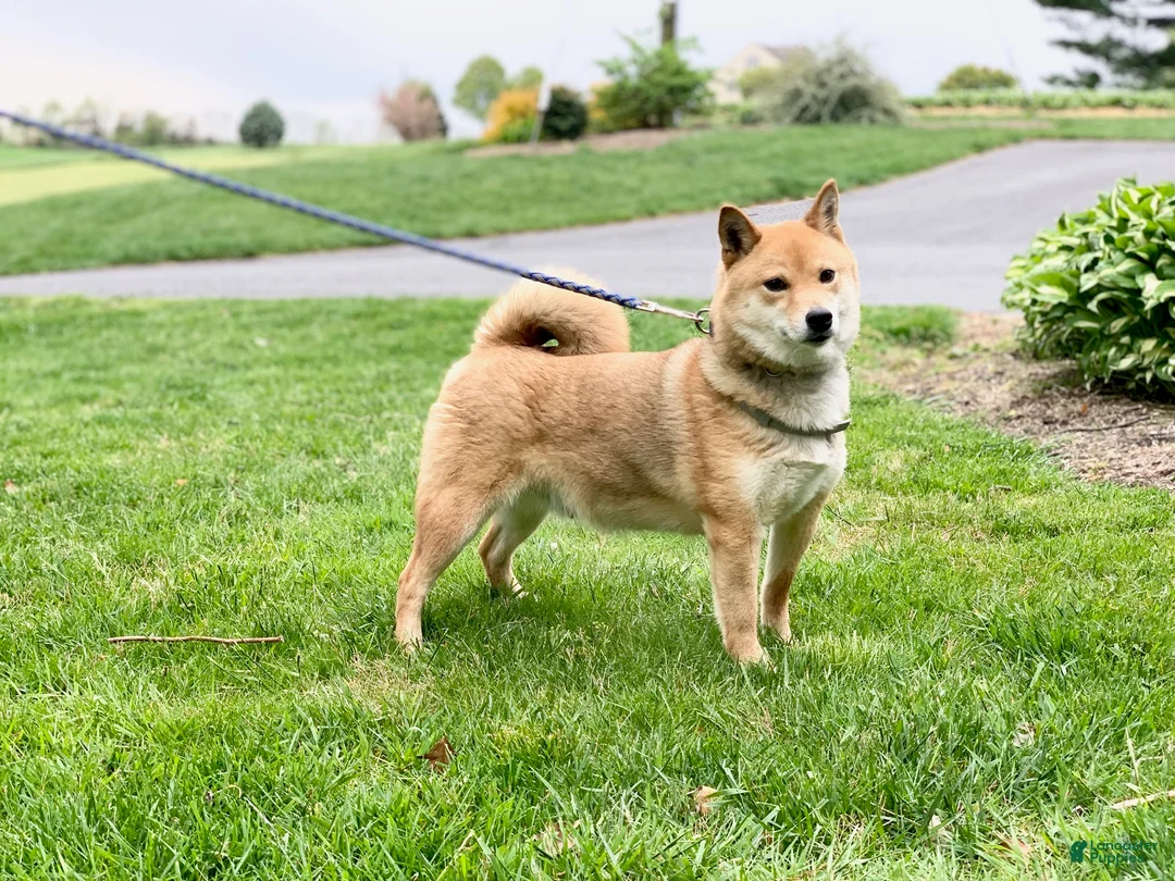Shiba Inu dogs for sale: Maverick - Ad 3