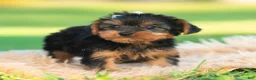 Yorkshire Terrier dogs for sale: Leo - Ad 5
