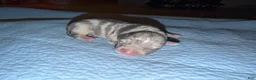 American Bully dogs for sale: Lola - Ad 3