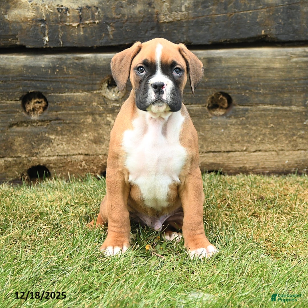 Boxer dogs for sale: Hickory - Ad 2