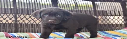 Labrador Retriever dogs for sale: Ollie - Ad 4