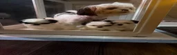 Shih Tzu dogs for sale: Shih Tzu  - Ad 2