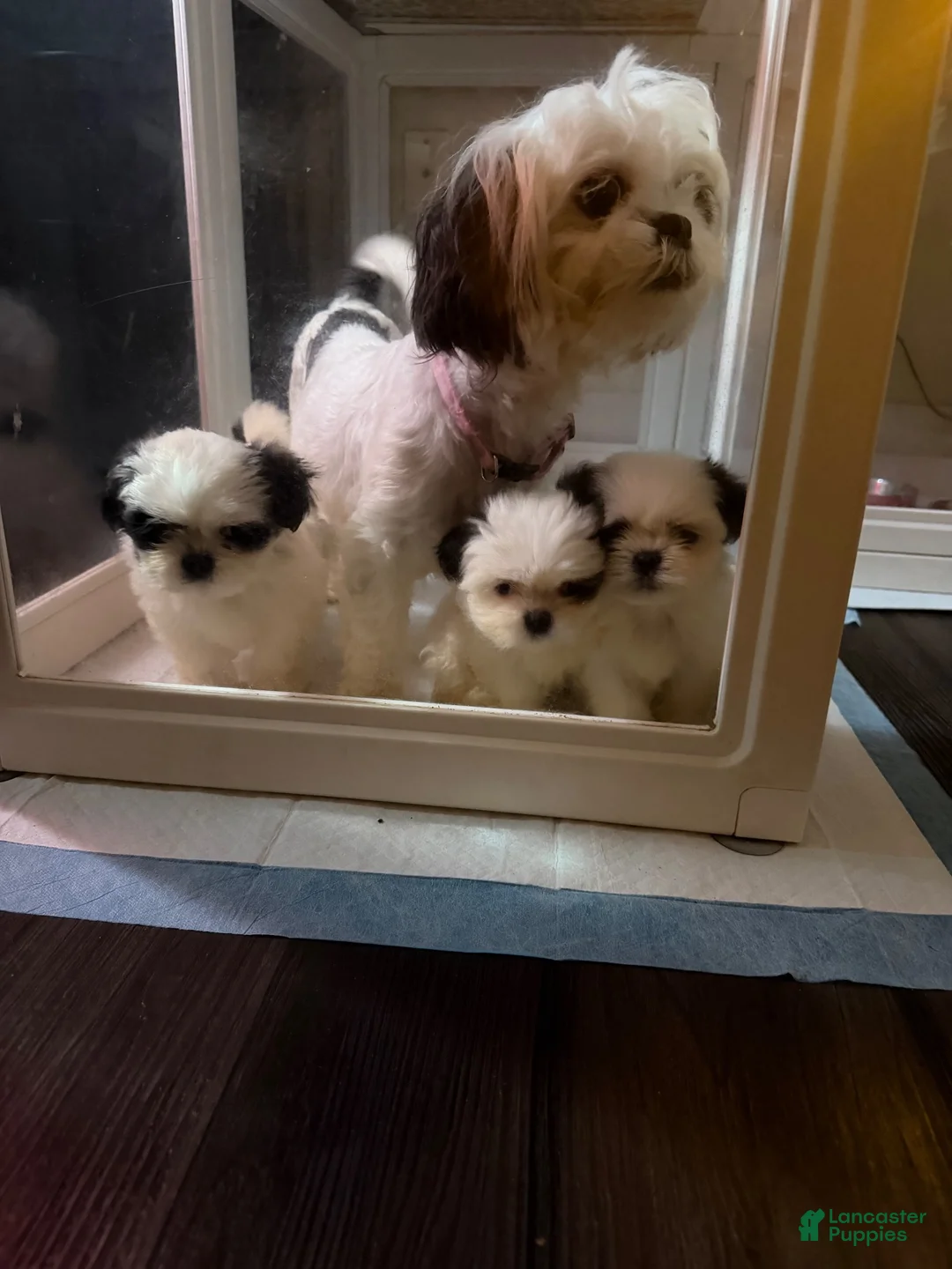 Shih Tzu dogs for sale: Shih Tzu  - Ad 2