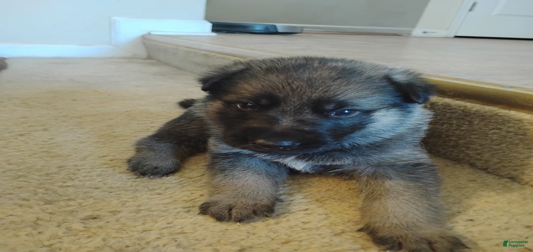 Gallery Image {{count}}