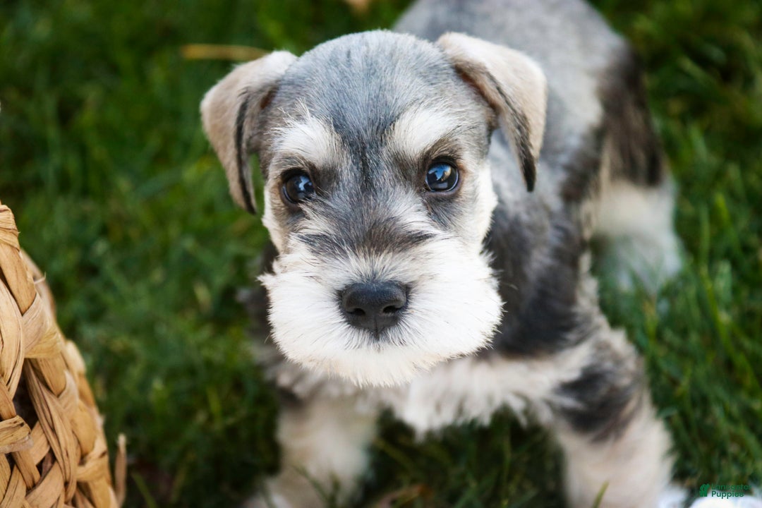 Miniature Schnauzer dogs for sale: Nicholas - Ad 1