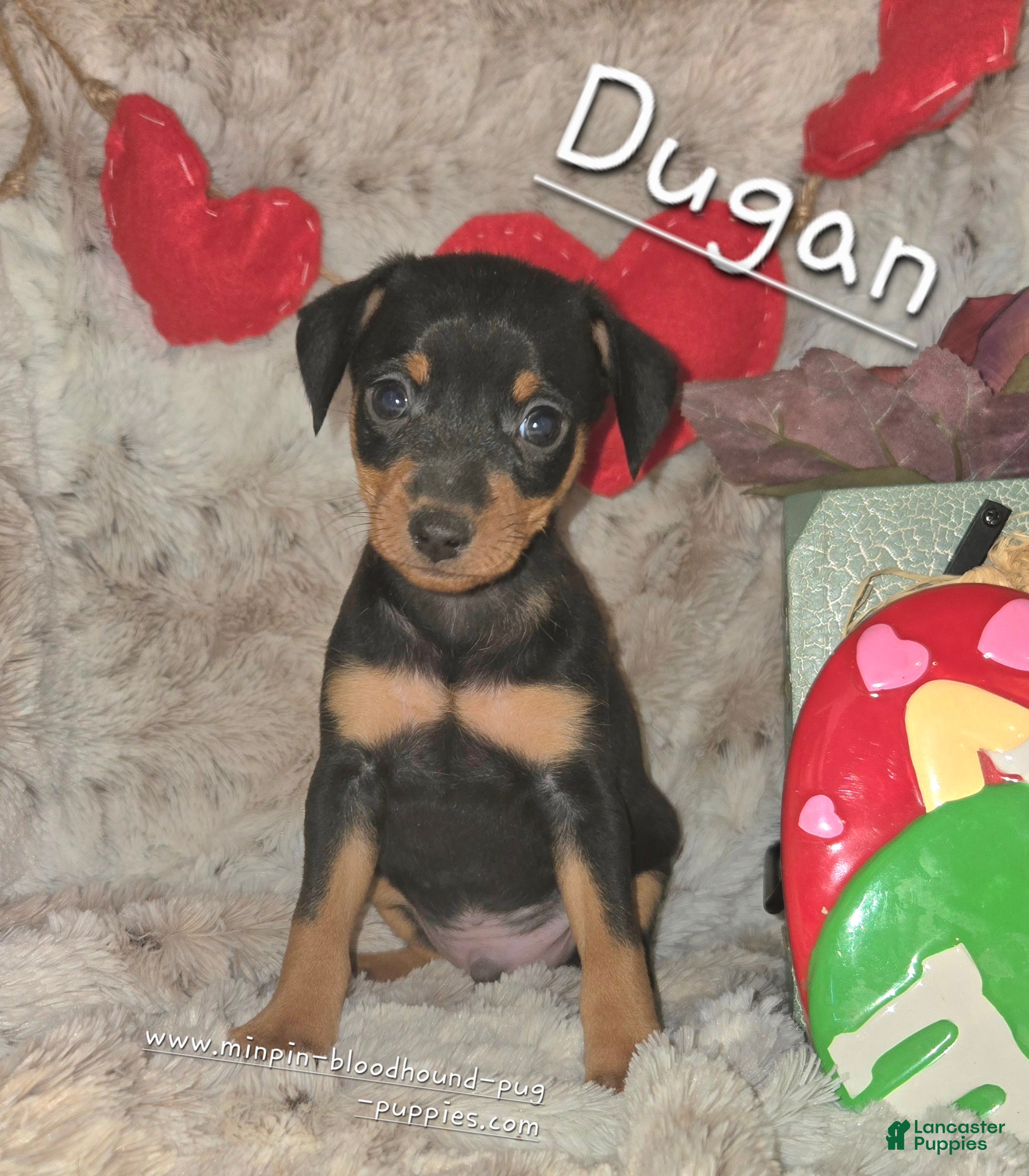 Miniature Pinscher dogs Dugan black and rust - Ad 5