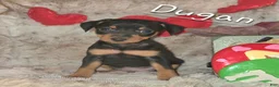 Miniature Pinscher dogs for sale: Dugan black and rust - Ad 1