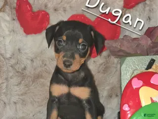 Miniature Pinscher dogs Dugan black and rust - Ad 14