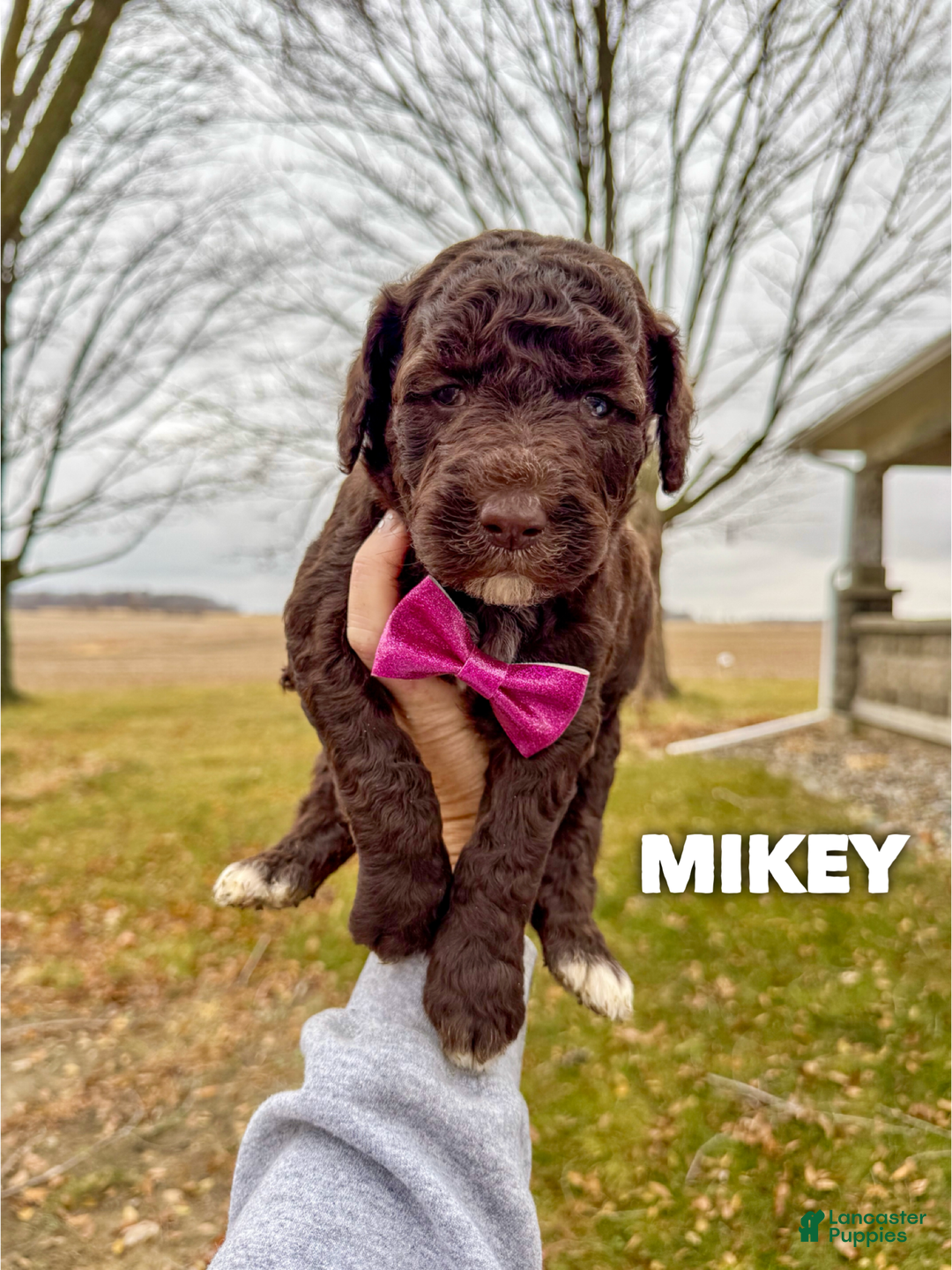 Goldendoodle dogs for sale: Mikey - Ad 1