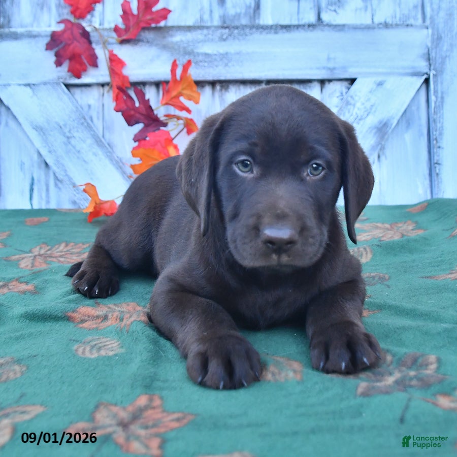 Labrador Retriever dogs Boomer - Ad 1