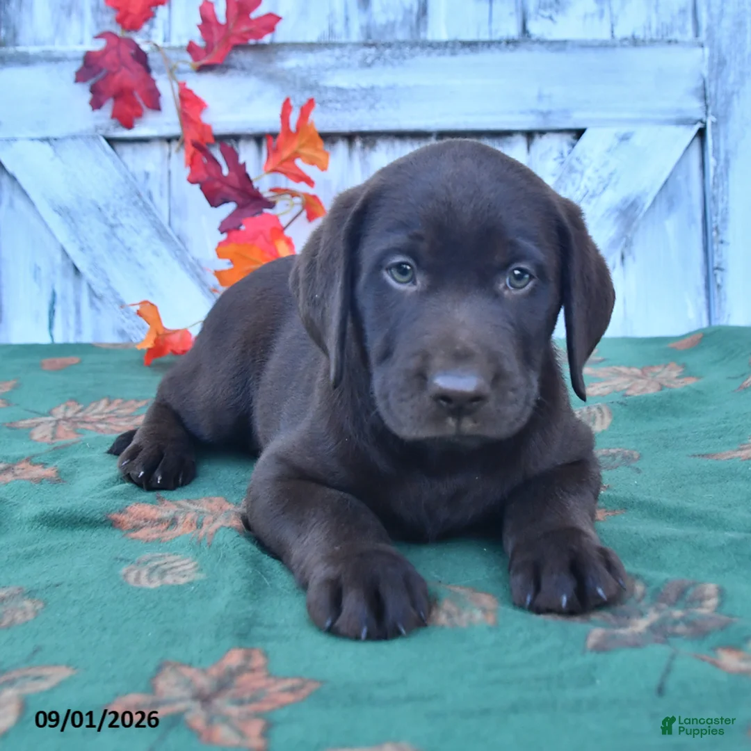 Labrador Retriever dogs for sale: Boomer - Ad 1
