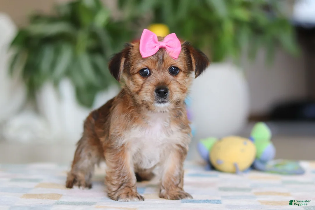 Morkie dogs for sale: Karis - Ad 5