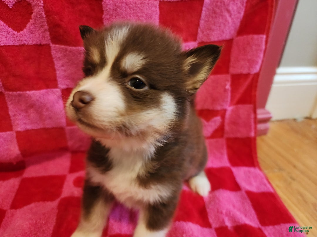 Pomsky dogs for sale: Bowser - Ad 1