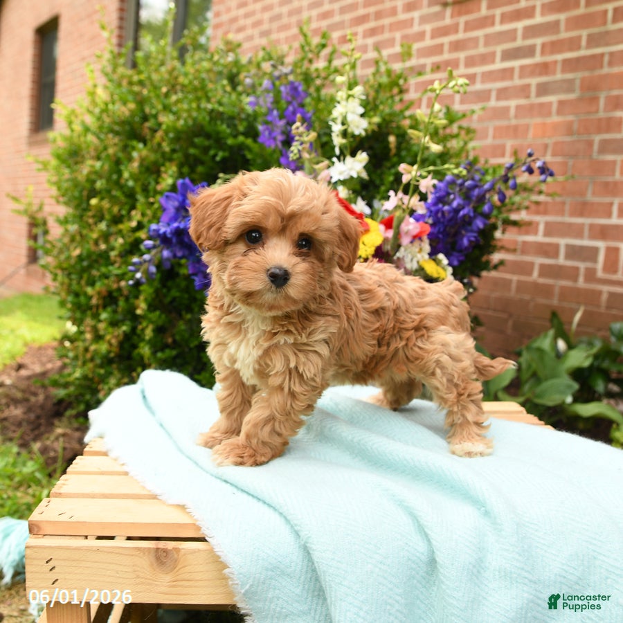 Maltipoo dogs for sale: Lacie - Ad 5