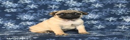 Pug dogs for sale: Cookie - Ad 6