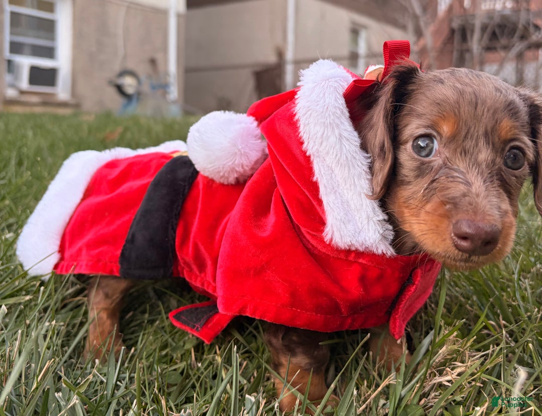 Miniature Dachshund dogs for sale: Cocoa - Ad 5