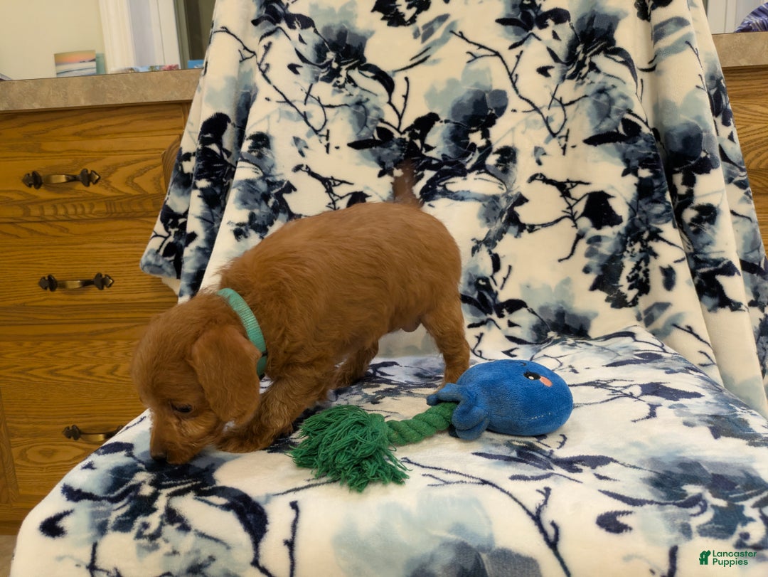 Jackapoo dogs for sale: Ruby - Ad 6