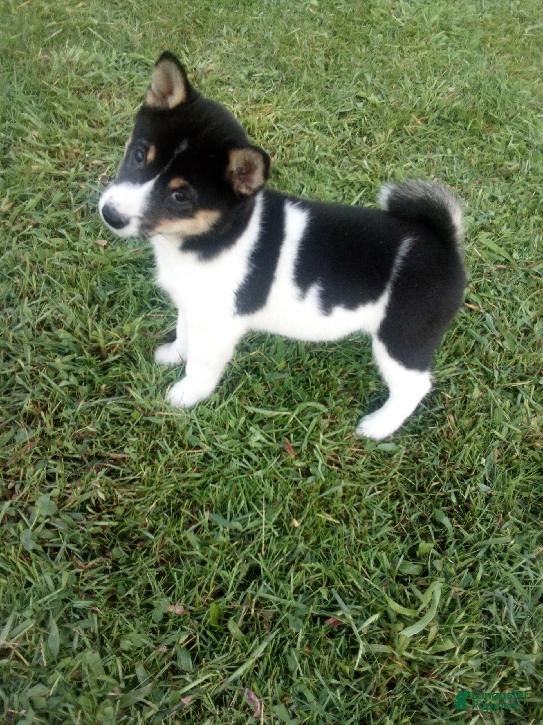 Shiba Inu dogs Shiba Inu 9 Stacy - Ad 28