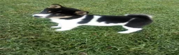 Shiba Inu dogs for sale: Shiba Inu 9 Stacy - Ad 1