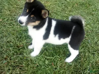 Shiba Inu dogs Shiba Inu 9 Stacy - Ad 23