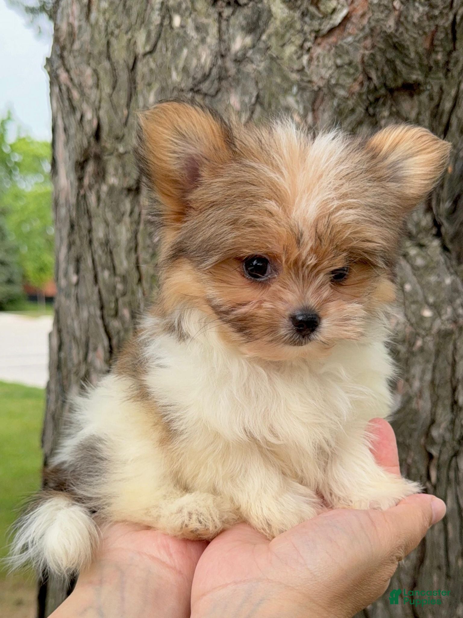 Mixed Breed dogs Designer Breed Yorkishire Terrier, Pomeranian Mix Puppy Female Bella - Ad 38