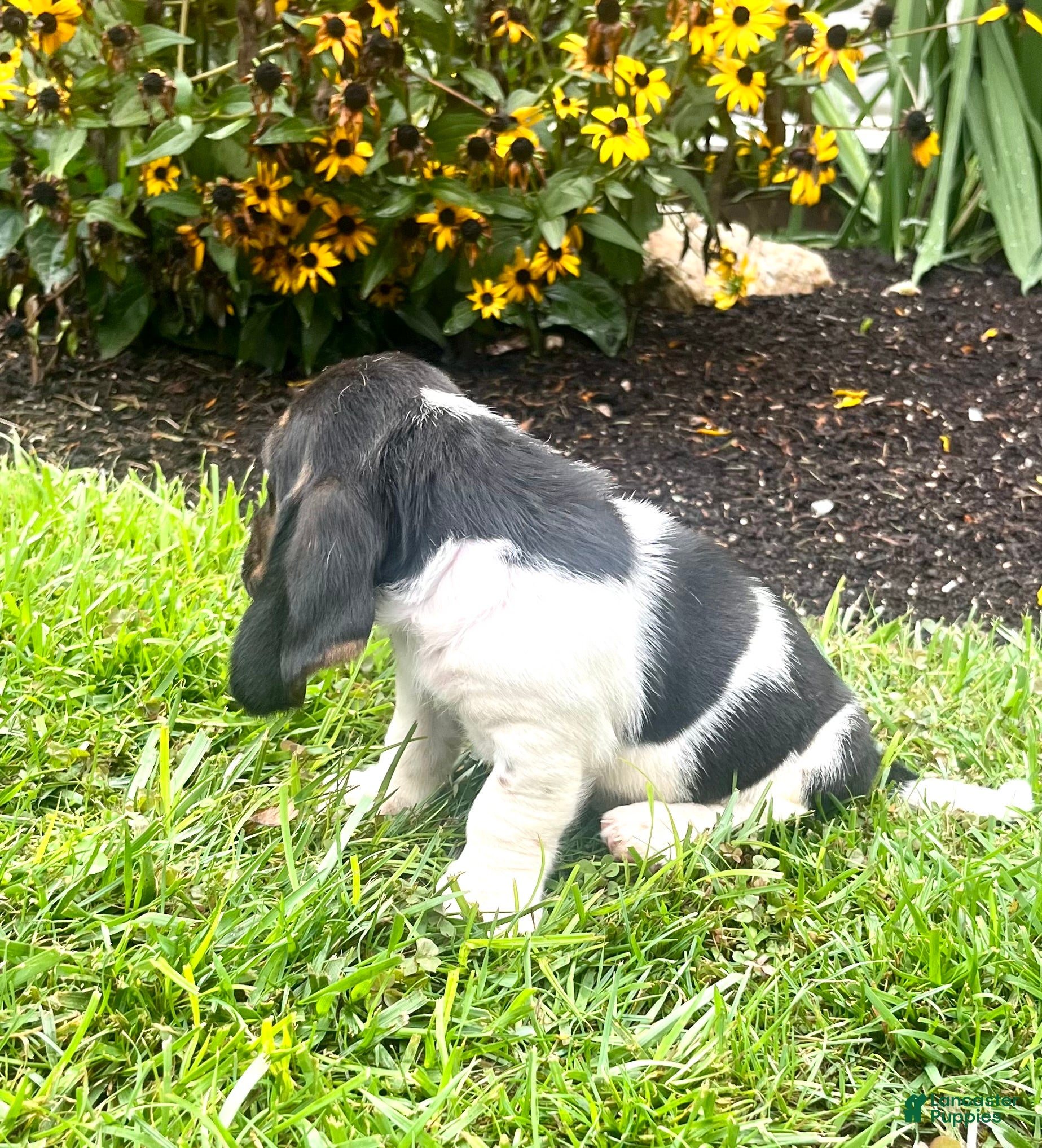 Basset Hound dogs Biscuit❤️AKC Registered - Ad 2