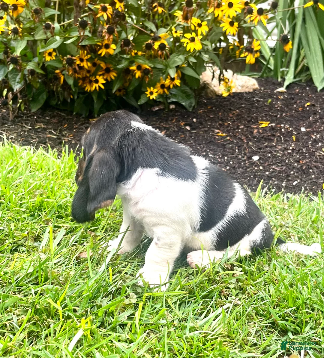 Basset Hound dogs for sale: Biscuit❤️AKC Registered - Ad 2