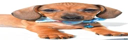 Miniature Dachshund dogs for sale: Jake - Ad 3