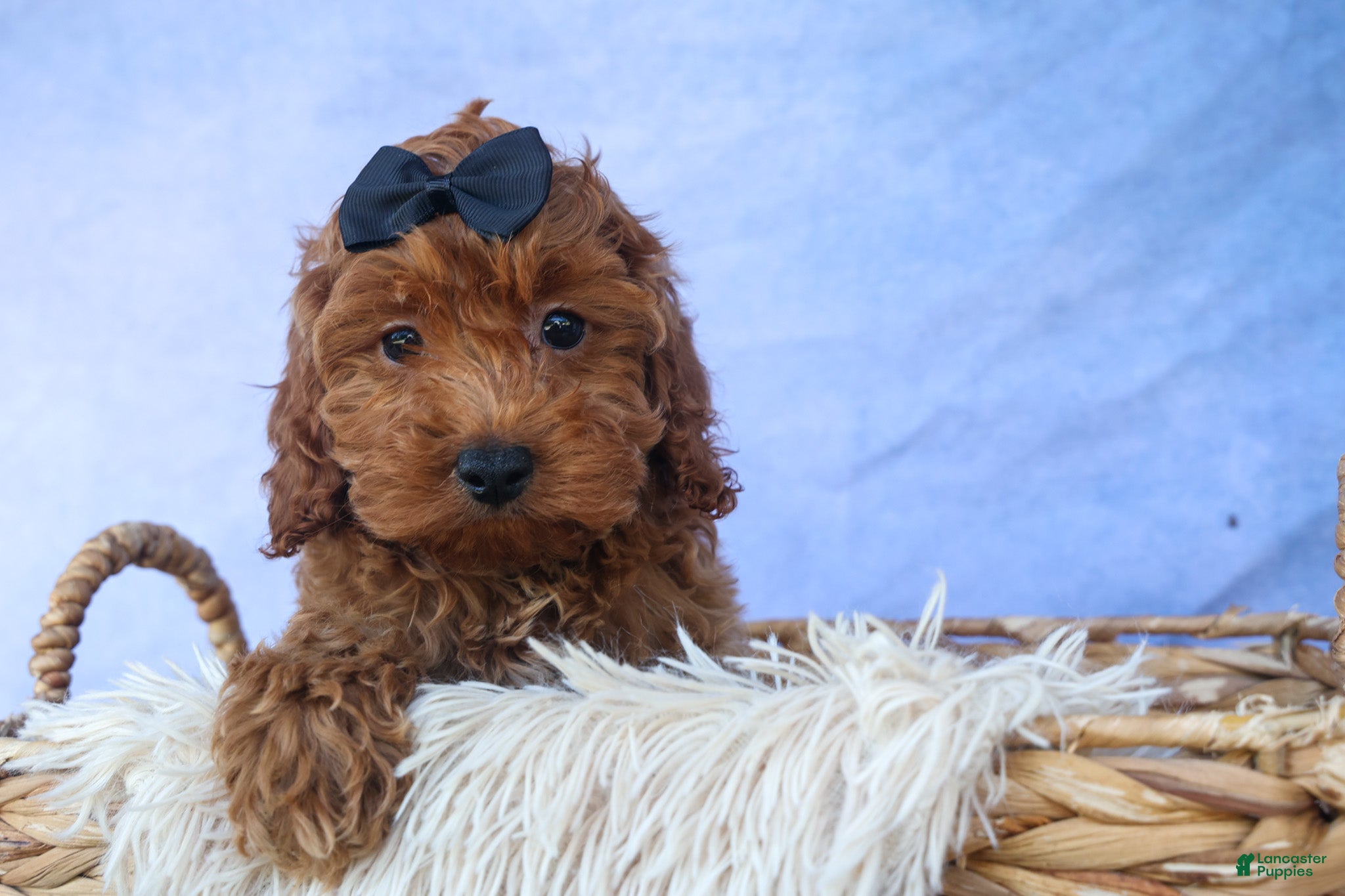 Cavapoo dogs for sale: ROMEO - Ad 12