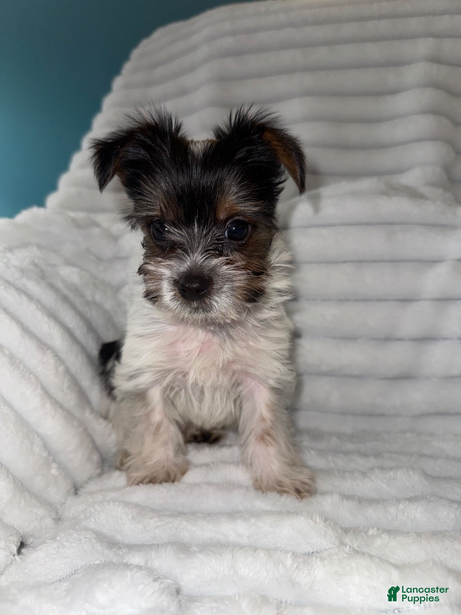 Yorkshire Terrier dogs Yorkshire Terrier 2 - Ad 2