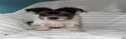 Yorkshire Terrier dogs for sale: Yorkshire Terrier 2 - Ad 2