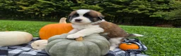Saint Bernard dogs for sale: Avalanche - Ad 1