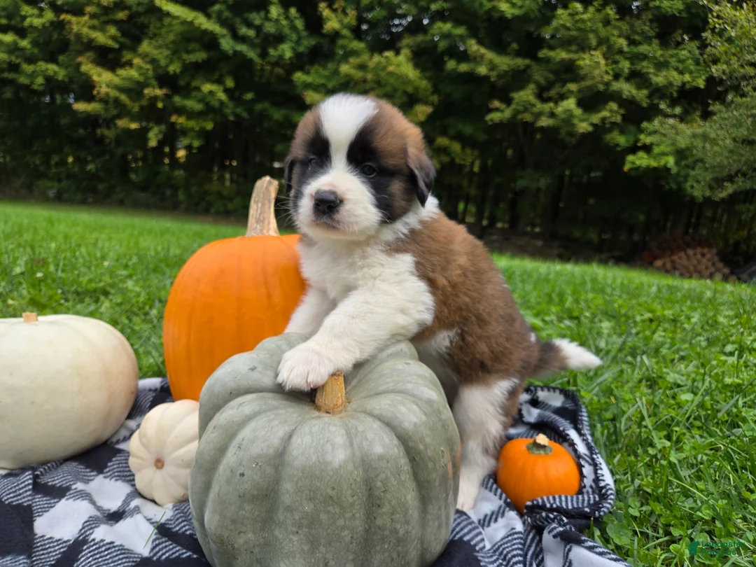 Saint Bernard dogs for sale: Avalanche - Ad 1