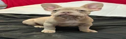 French Bulldog dogs for sale: French Bulldog Puppy 1 - Ad 10