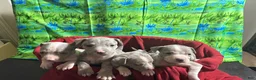 American Pit Bull Terrier dogs for sale: American Pit Bull Terrier Puppy 1 - Ad 17