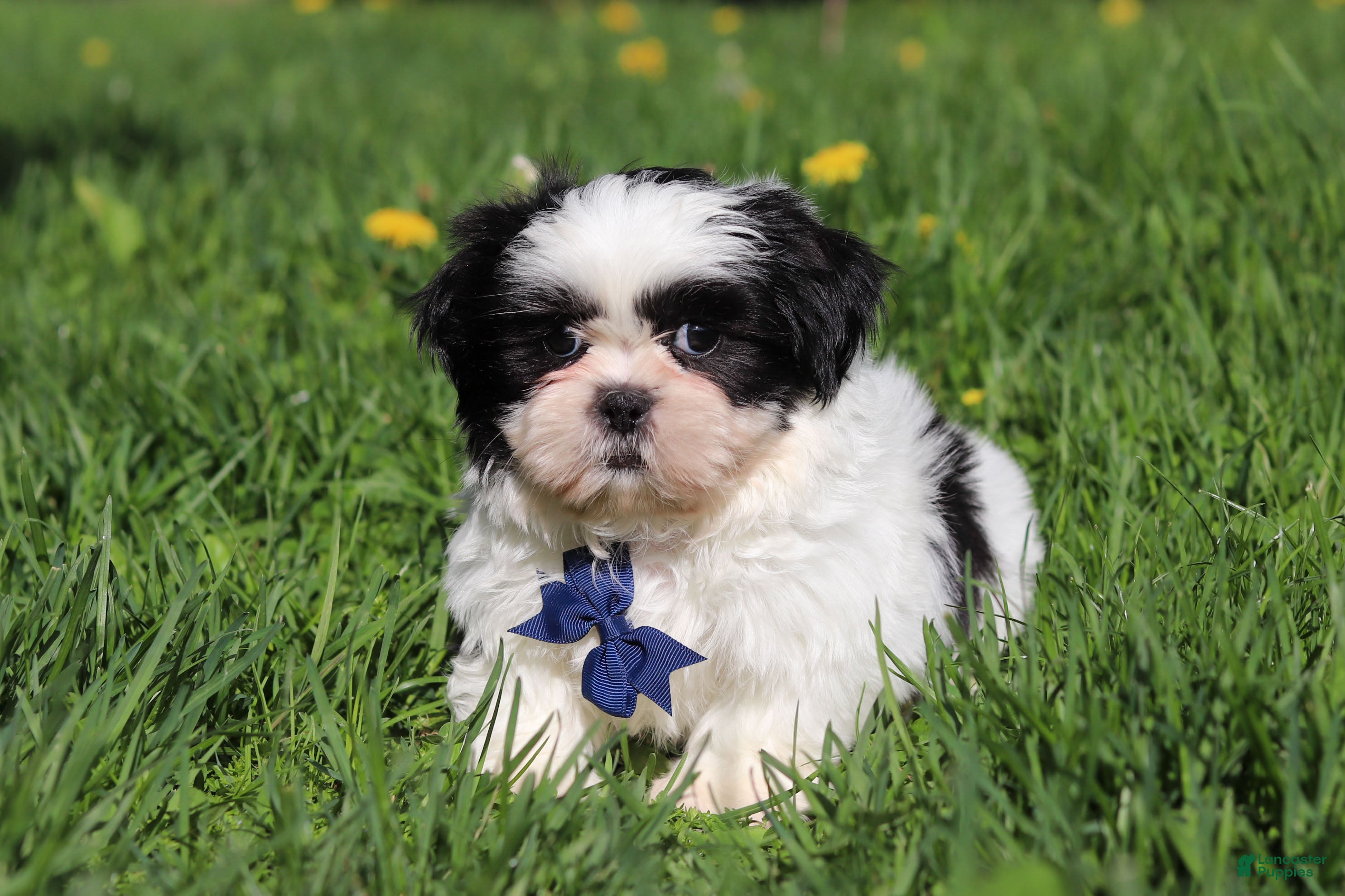 Shih Tzu dogs Dylan - Ad 2