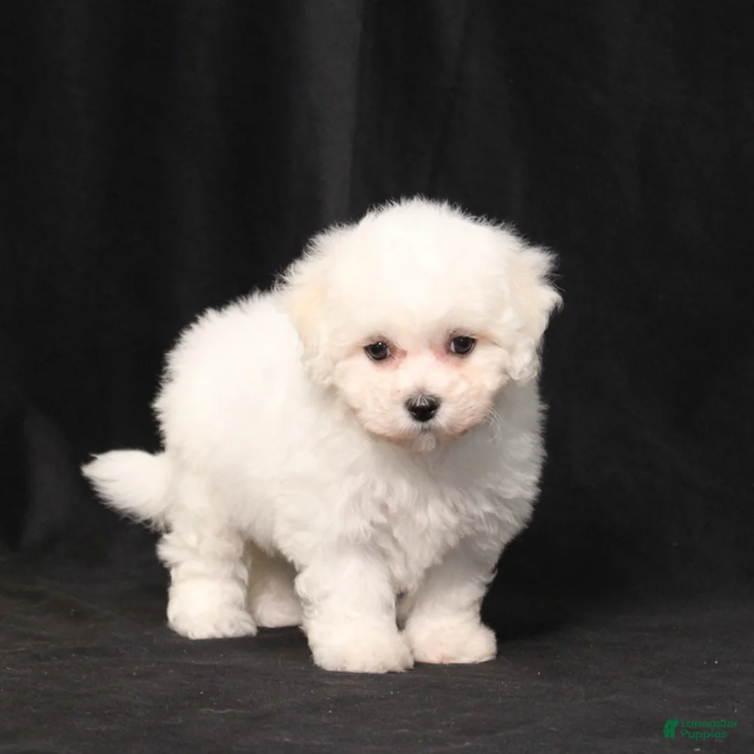 Bichon Frise dogs for sale: Mandy - Ad 2
